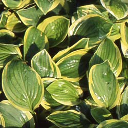 hosta-plantain-lily-perennial-plant