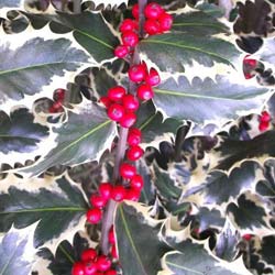 holly-ilex