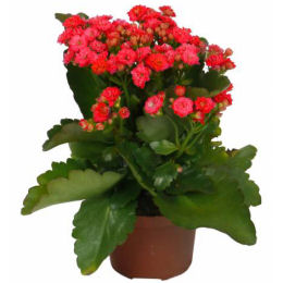 kalanchoe-indoor-plants