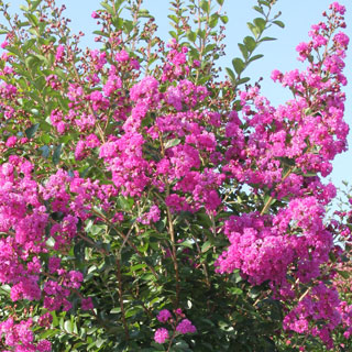 Lagerstroemia-crape-myrtle-shrubs