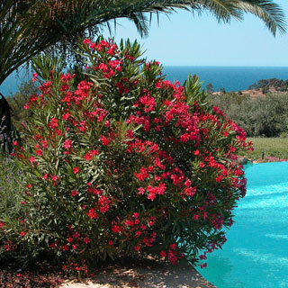 rose-bay-nerium-oleander-shrubs