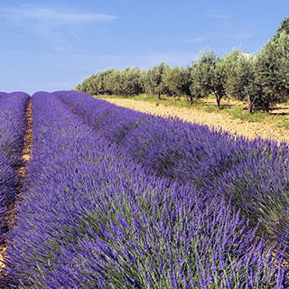 lavender-lavandula