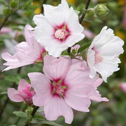 lavatera-shrubs