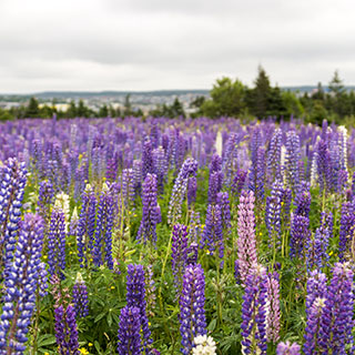 lupin-lupinus