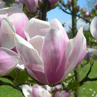 magnolia-shrubs-acid-soil