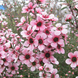 manuka-tea-tree-new-zealand-tea-tree