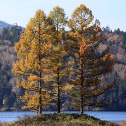 larch-trees-larix