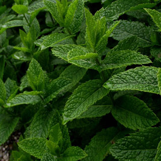 mint-mentha-aromatic-plants