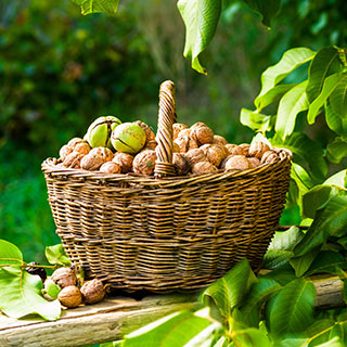 walnut-juglans-carya walnut-juglans-carya