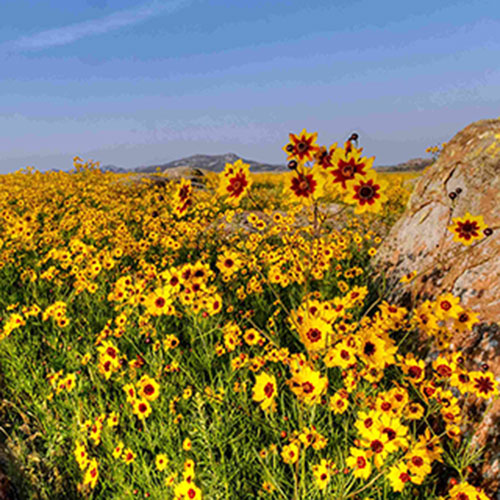 tickseed-coreopsis
