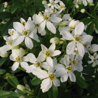 mexican-orange-choisya-shrubs