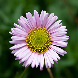 mexican-fleabane-karwinskys-fleabane