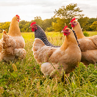 freerange-chickens-trees-shrubs