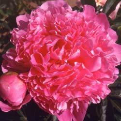 peony-paeonia-lactiflora-perennial-plants