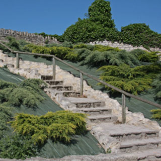 ground-cover-plants