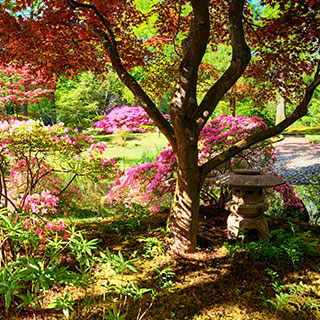 japanese-garden-plants