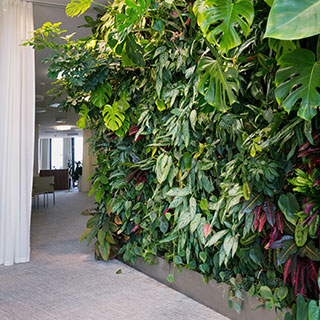 plants-for-interior-green-walls