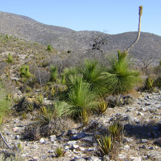 plants-dry-ground