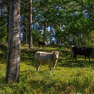 plants-agroforestry