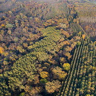 forest-tree-seedlings