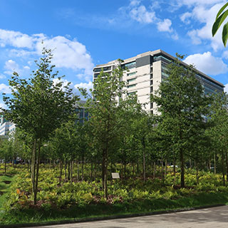 plants-urban-micro-forests