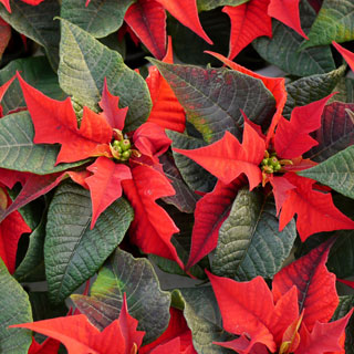 poinsettia-christmas-flowers-indoor-plants