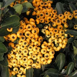 pyracantha-firethorn-shrubs