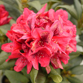 rhododendron-shrubs