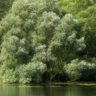 riparian-forest-trees-shrubs