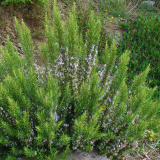 rosemary-rosmarinus