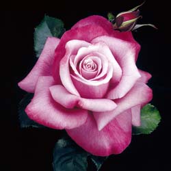 featured-roses