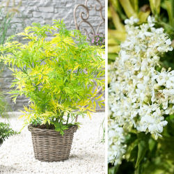 elderberry-sambucus-shrubs