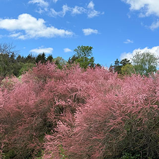 tamarisk-tamarix
