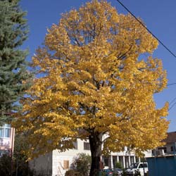 lime-tilia-trees