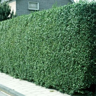 privets-ligustrum