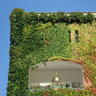 boston-ivy