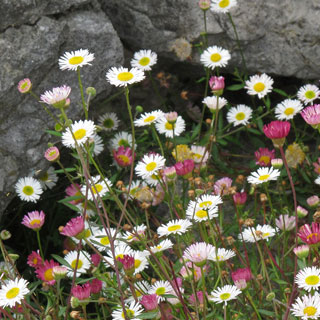 perennials-for-dry-ground