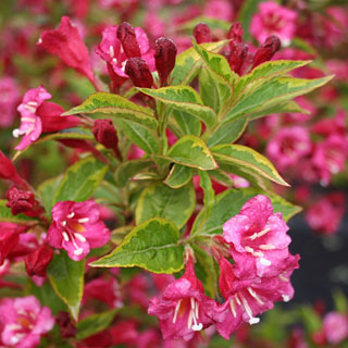 weigelia-bush-shrubs