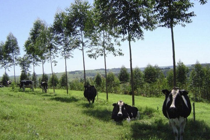 Agroforestry