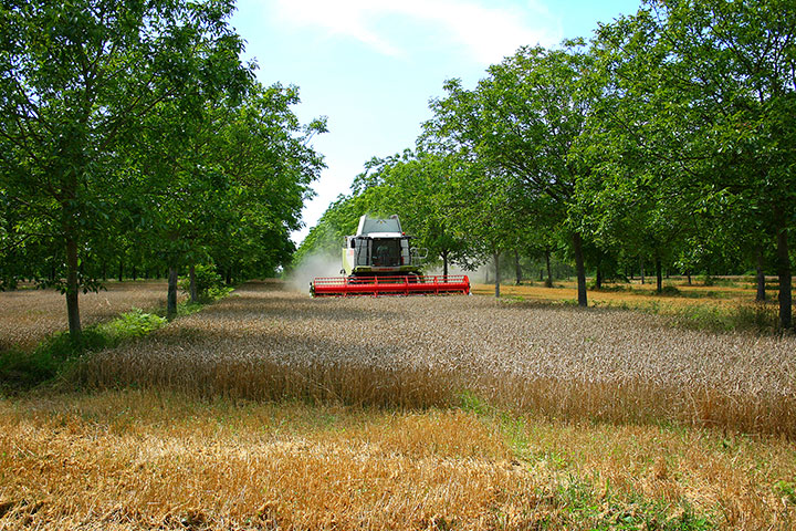 Agroforestry