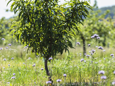 Help a young tree