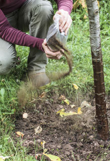 Help a young tree