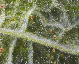 The red spider mite