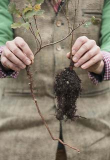 Growing a tree in a pot