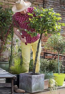 Growing a tree in a pot