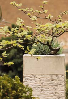 Growing a tree in a pot