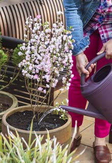 Growing a tree in a pot