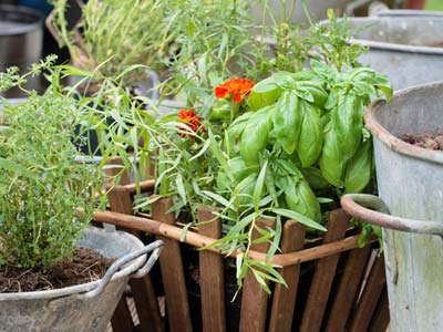 Sow aromatic herbs in pots