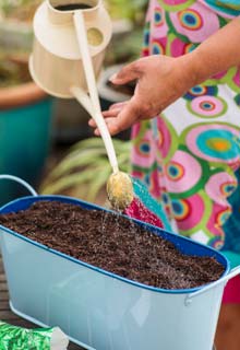 Sow aromatic herbs in pots