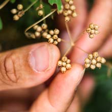 Sow aromatic herbs in pots